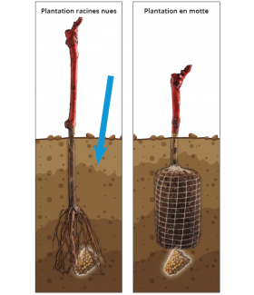 Engrais - fertilisation localisée- schéma utilisation produit