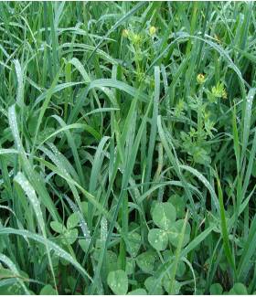 Mélanges de semences pour prairies de longue durée - Alliance Elevage