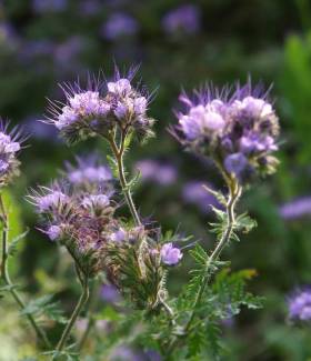 Couvert végétal - Phacélie - semence de prairie