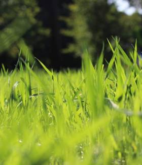 Mélanges de semences de prairies pour chevaux - fibres digestibles