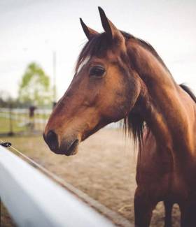 Mélange de semences pour chevaux - Primalherb cheval