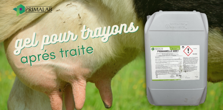 Bien choisir son produit de trempage : limiter les risques pour vos vaches