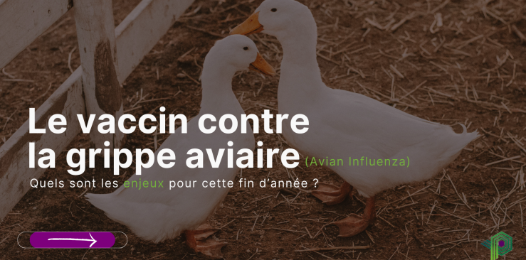 Les enjeux de vaccination contre la grippe aviaire